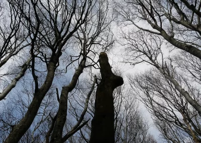 Photo - Vieilles branches