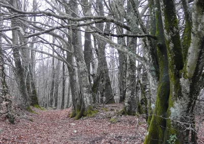 Photo - Forêt d'hiver