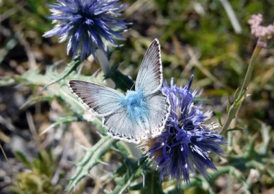 Photo - Papillon bleu